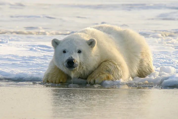 Polar bear laying on an ice berg.