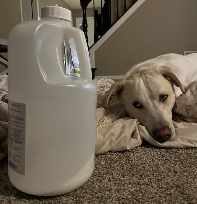 Cream-colored dog lying on bedding beside a large container of colonoscopy prep solution, capturing the exhaustion, absurdity, and lived reality of chronic illness management at home.
