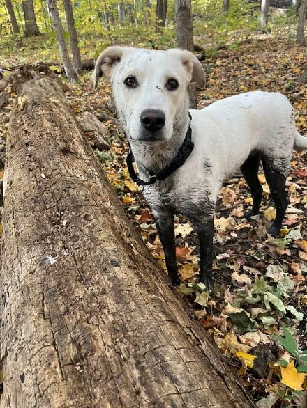A white dog standing next to a large log covered in black mud on legs, face and stomach.