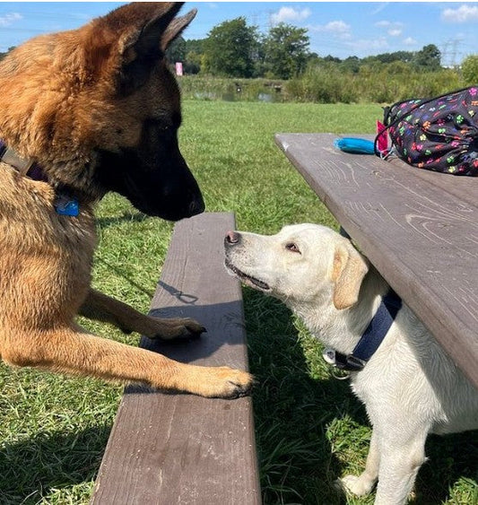 Small white dog sitting under a picnic table at a dog park, looking up at a large German Shepherd standing on top of the table.