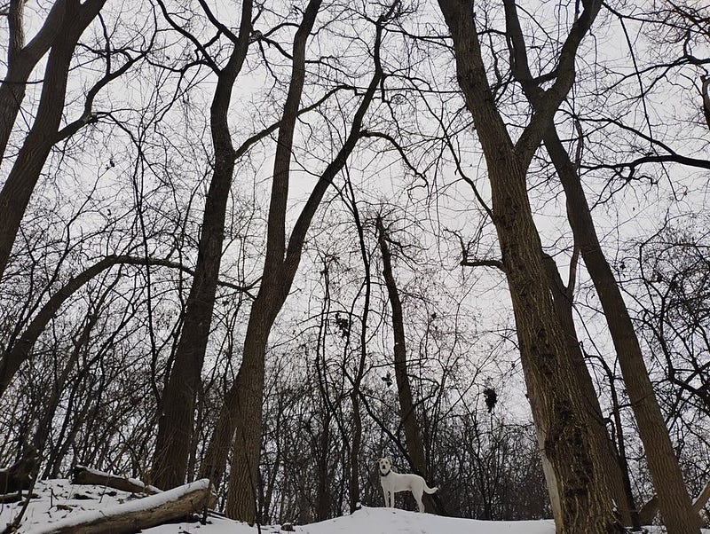 Dog standing on top of hill in the forest covered in snow.