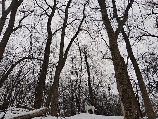 Dog standing on top of hill in the forest covered in snow.