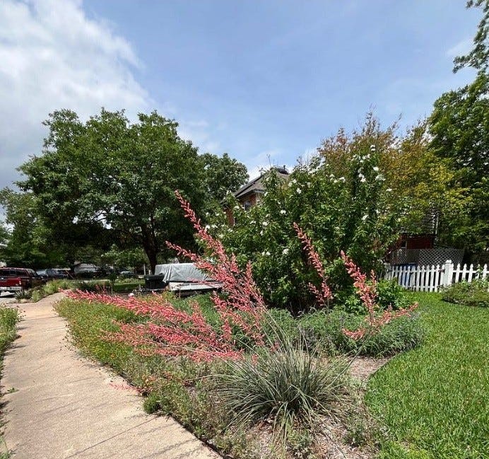 Pink-red yucca flower stalks rise from a landscaped garden beside a sidewalk, surrounded by green shrubs, trees, and a white picket fence under a blue sky.