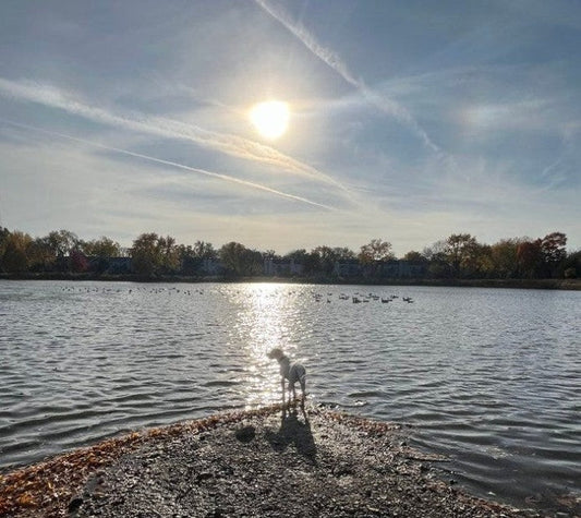 A dog stands on a small muddy shoreline, looking out over a sunlit lake with rippling water and birds scattered across the surface.