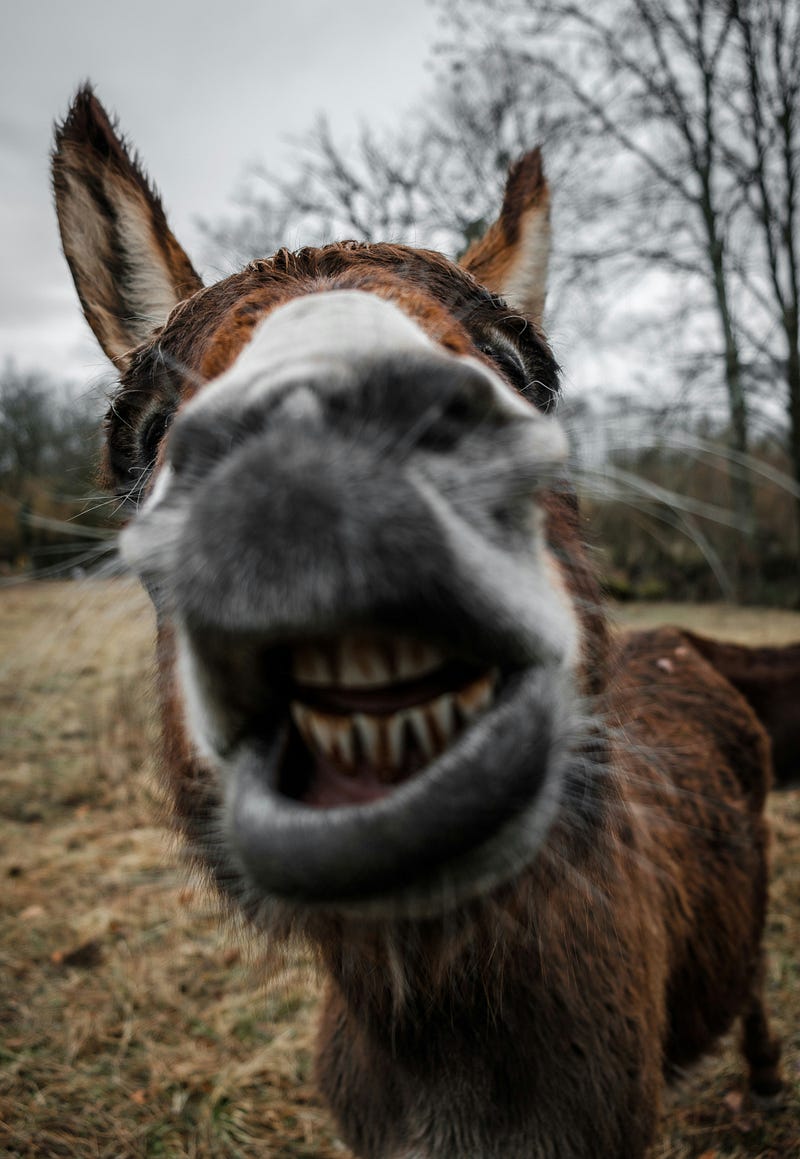 Close up of Donkey's mouth showing teeth