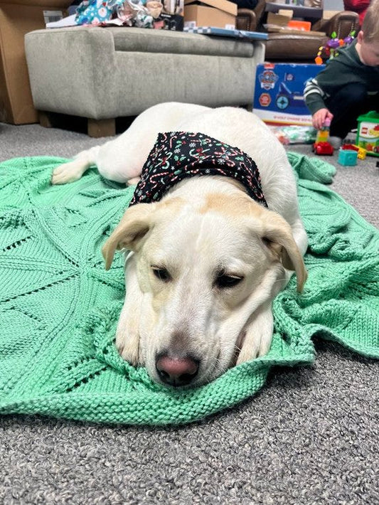 A cream-colored dog resting on a green blanket, choosing stillness in a busy room